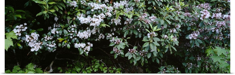Flowering Mountain Laurels (Kalmia latifolia), Chattooga River, Georgia near South Carolina
