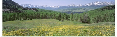 Flowering plants on a field, Mt. Wilson, San Miguel Range, Telluride, Colorado