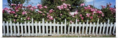 Flowering Roses behind a fence, Coupeville, Island County, Washington State