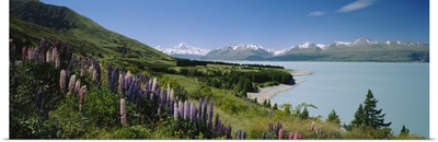 Flowers blooming at the lakeside, Lake Pukaki, Mt Cook, Mt Cook National Park, South Island, New Zealand