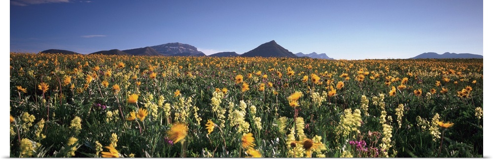 Flowers growing in a field, Rocky Mountains, Montana