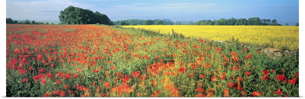 Wide angle photograph taken of a large field that is filled with red and yellow flowers.