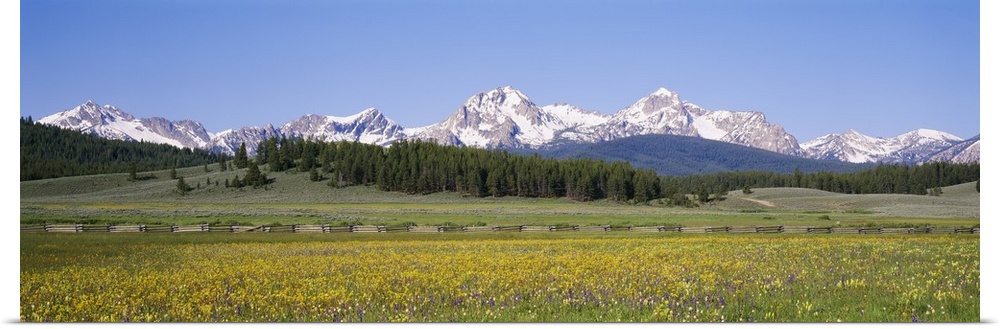 Flowers in a field with a mountain in the background, Sawtooth Mountains, Sawtooth National Recreation Area, Stanley, Idaho