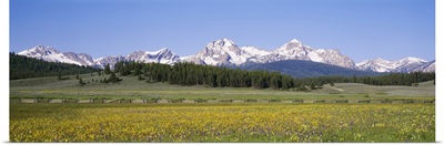 Flowers in a field with a mountain in the background, Sawtooth Mountains, Sawtooth National Recreation Area, Stanley, Idaho