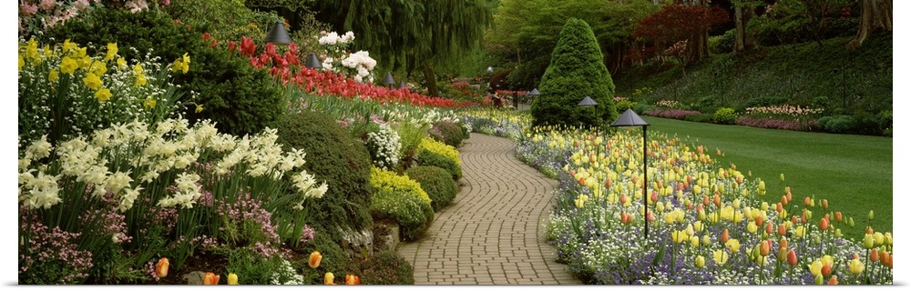 Giant, landscape photograph of a brick path leading through vibrant flowers and shrubs, in Butchart Gardens at Brentwood B...
