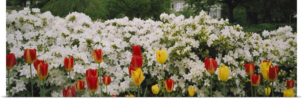 Flowers in a garden, Sherwood Gardens, Baltimore, Maryland