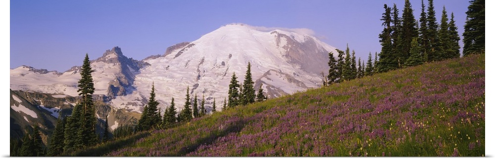 Flowers in front of mountain, Mt Rainier, Mt Rainier National Park, Washington State