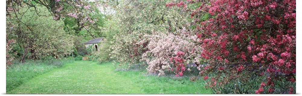 Flowers on a Cherry blossom tree, Thorpe Perrow, Arboretum, North Yorkshire, England