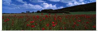Flowers on a field, Staxton, North Yorkshire, England