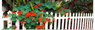 Flowers over a picket fence Naples Long Beach California