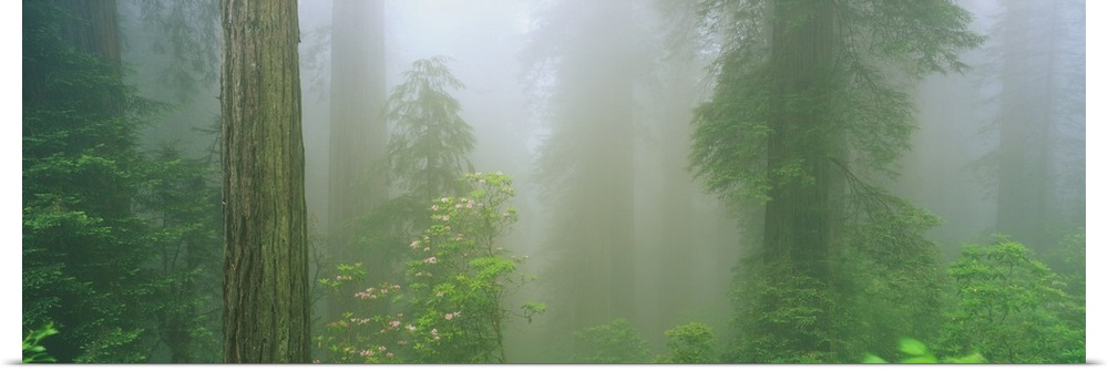 A big panoramic piece of a forest with different types of trees shown and a layer of fog in the distance.