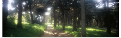 Footpath passing through a park, The Presidio, San Francisco, California