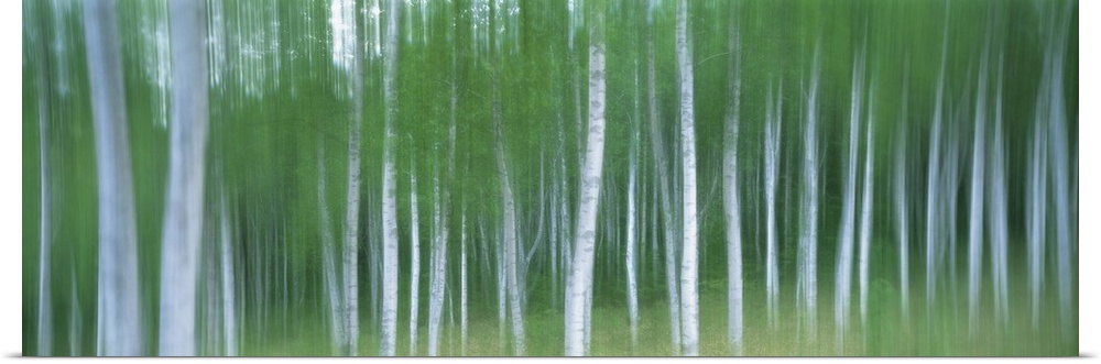 Blurred shot of leaf covered birch trees in a forest.