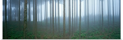 Forest in Fog Shizuoka Japan