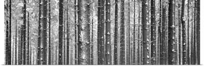 Forest in winter, Kandel Mountain, Black Forest, Baden-Wurttemberg, Germany