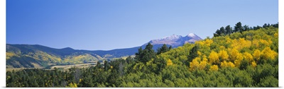 Forest on a mountain, Mt. Lindsay, Huerfano River Basin, Sangre De Cristo Mountains, Aspen, Colorado