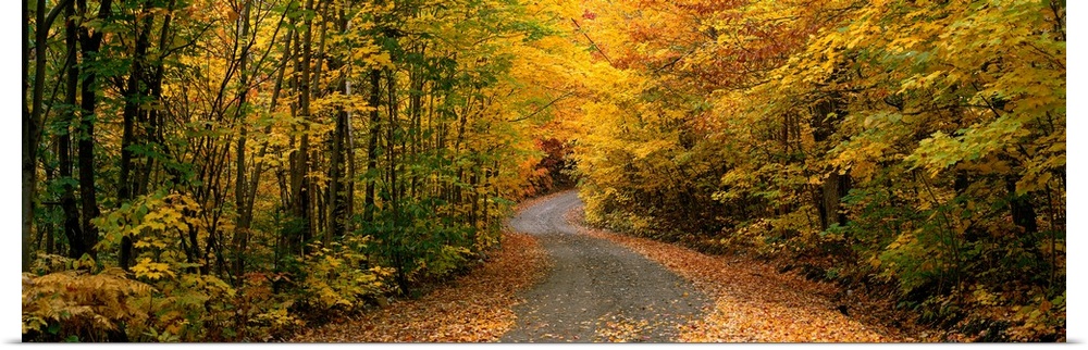 Panoramic picture taken of a winding road through a thick forest during autumn with trees lining the side of the path.