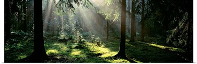 Forest Uppland Sweden