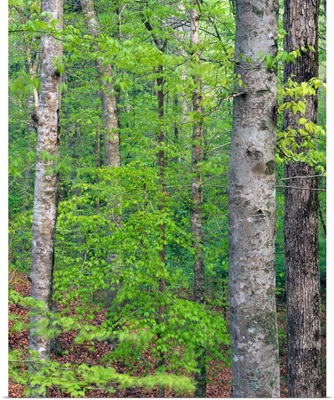 Forest with american beech trees, Kistachie National Forest, Louisiana