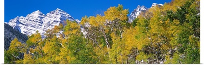 Forest with snowcapped mountains in the background, Maroon Bells, Aspen, Pitkin County, Colorado,