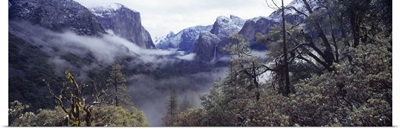 Forest Yosemite National Park California