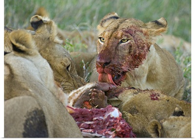 Four lioness eating a kill, Ngorongoro Conservation Area, Arusha Region, Tanzania (Panthera leo)