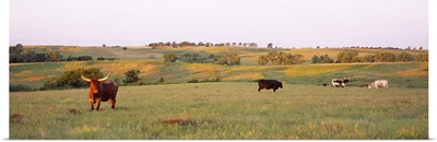 Four Texas Longhorn cattle grazing in a field, Kansas
