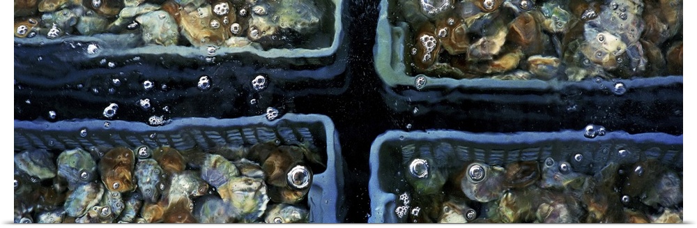 France, Brittany, Oysters in underwater tank