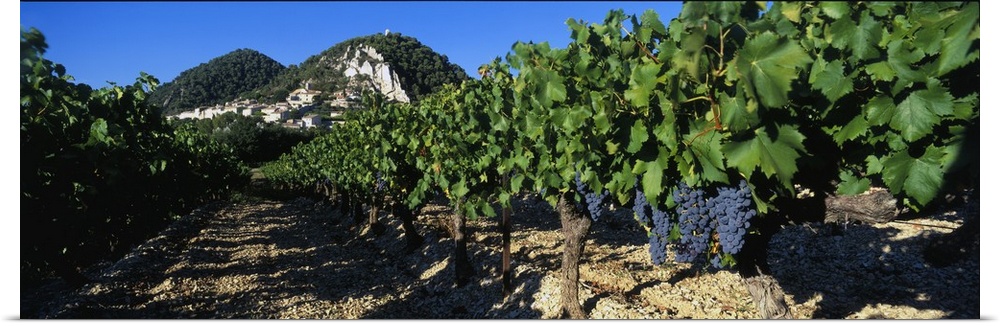 France, Provence, Cote du Rhone Vineyard
