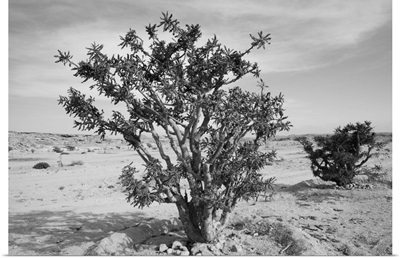 Frankincense trees (Boswellia sacra) in a desert, Salalah, Dhofar, Oman
