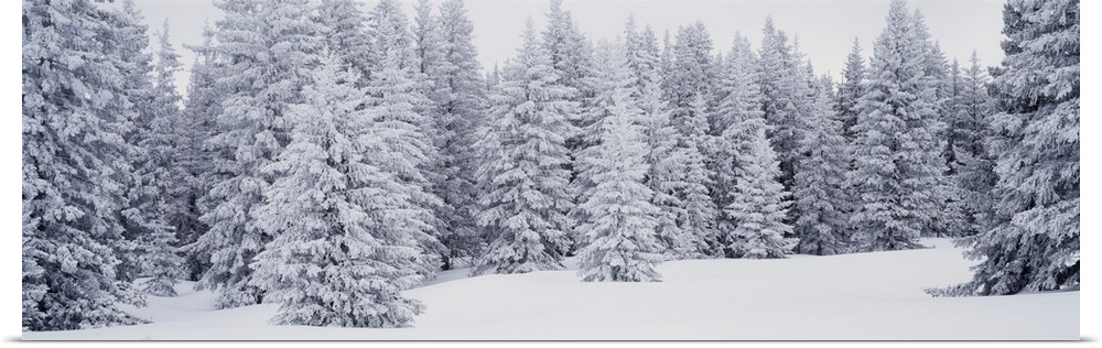A panoramic shot of a dense pine forest that is blanketed with snow.