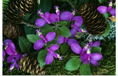 Fringed polygala flowers blooming around fallen pine cones, close up, Michigan