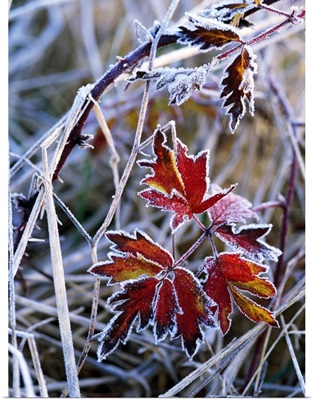 Frost On Autumn Color Evergreen Blackberry Bush Leaves