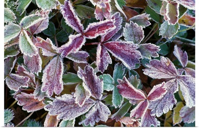 Frost On Autumn Color Foliage