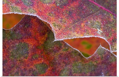 Frost on autumn color red oak leaves, detail, Minnesota