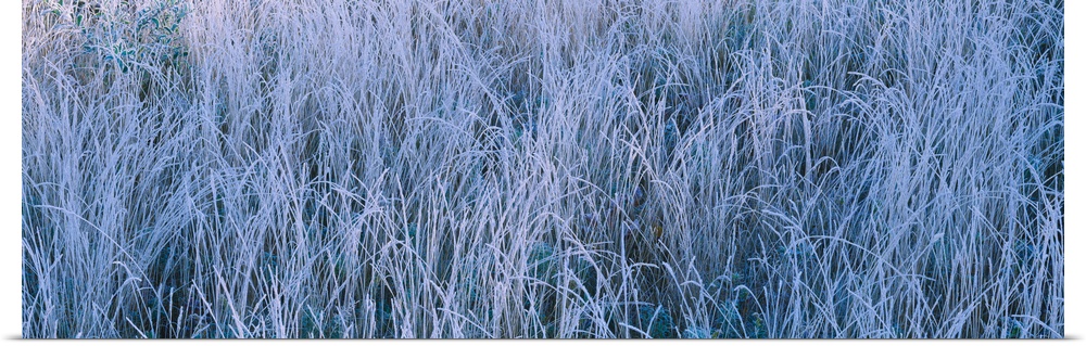 Frost on grass in a field, Lake Placid, Adirondack Mountains, New York State
