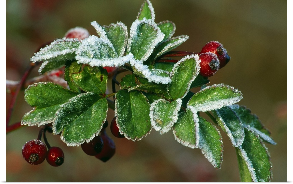 Large landscape photograph of frost covering the green leaves of a multiflora rose plant with red berries, the background ...