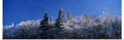 Frost on trees, Great Smoky Mountains National Park, Tennessee,