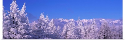 Frost on Trees Northern Alps (Matsumoto ) Nagano Japan