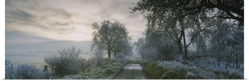 Horizontal photograph on a big canvas of a narrow road running through a wooded area covered in frost, as the sun rises on...
