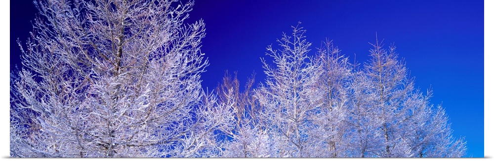 Frost on Trees (Utsukushigahara Plateau ) Nagano Japan