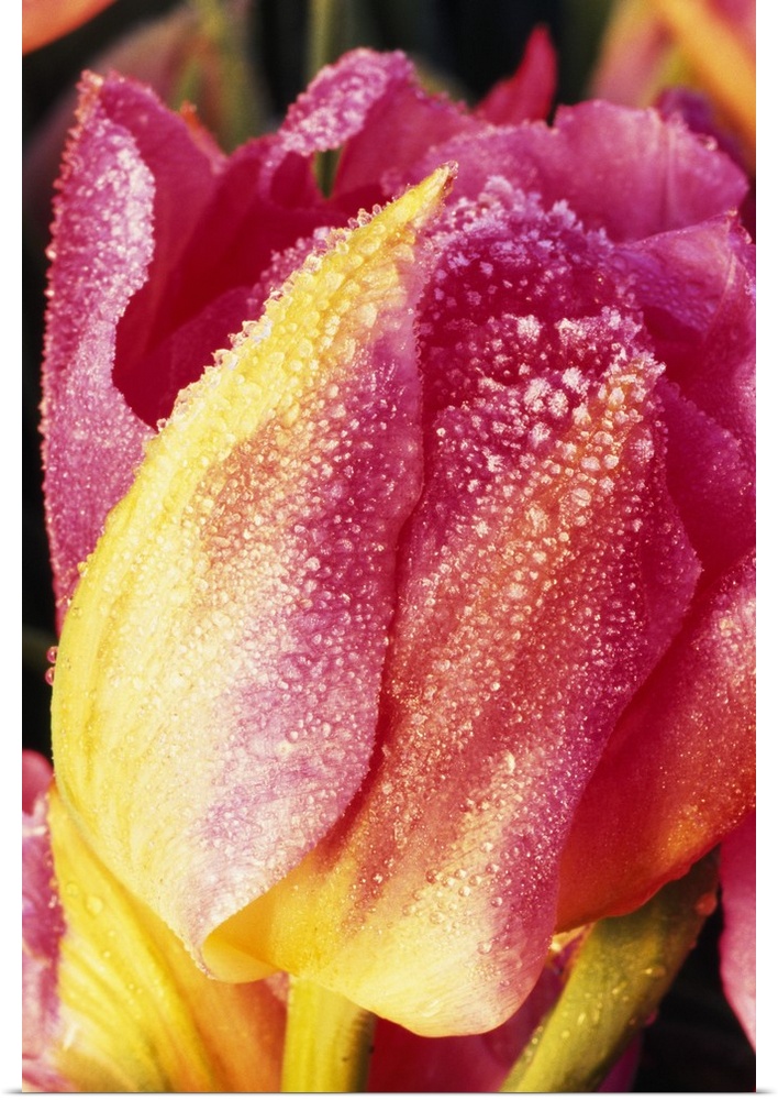 Vertical, large, close up photograph of a bright tulip, its petals covered in frost.
