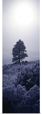Frost Ponderosa Pine MT
