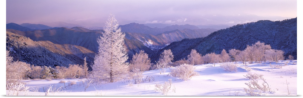 Frosted Trees (Utsukushigahara Plateau ) Nagano Japan