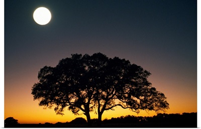 Full Moon Over Silhouetted Tree