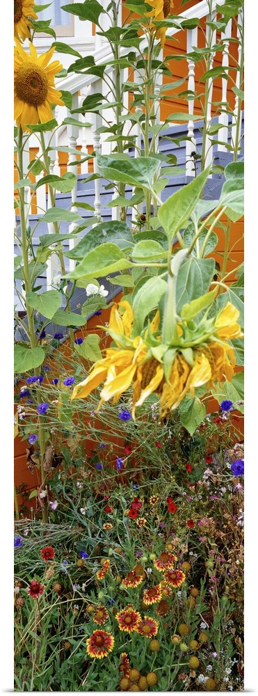 A panorama vertical piece of a sprouting garden that has tall sunflowers growing from it.
