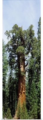General Sherman Tree Sequoia National Park CA