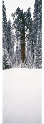 General Sherman trees in a snow covered landscape, Sequoia National Park, California