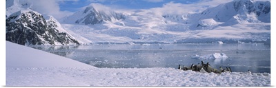 Gentoo penguins on a landscape, Neko Harbor, Antarctica