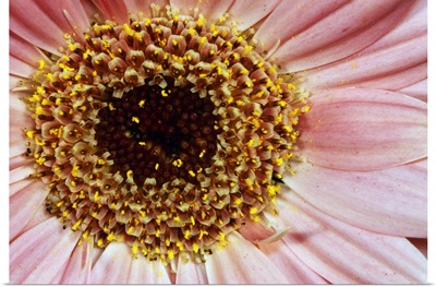 Gerbera daisy flower blossom, detail.